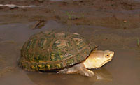 Arizona Mud Turtle (Kinosternon arizonense) Arizona