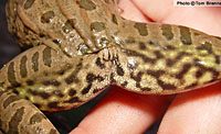 Plains Leopard Frog (Lithobates blairi) Arizona thigh pattern. Arizona