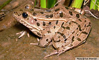 Plains Leopard Frog (Lithobates blairi) Arizona