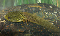 Tadpole. American Bullfrog (Lithobates catesbeianus) Arizona