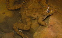 Chiricahua Leopard Frog (Lithobates chiricahuensis) Arizona