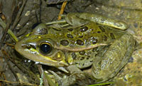 Relict Leopard Frog (Lithobates onca) - Amphibians of Arizona