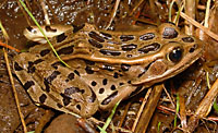 Northern Leopard Frog (Lithobates pipiens) Arizona