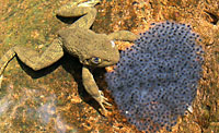 Tarahumara Frog (Lithobates tarahumarae) Arizona