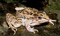 LLowland Leopard Frog (Lithobates yavapaiensis) Arizona