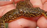 Lowland Leopard Frog (Lithobates yavapaiensis) Thigh pattern. Arizona