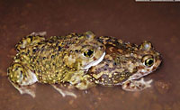 Couch's Spadefoot Toad (Scaphiopus couchii) Arizona