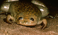 African Clawed Frog (Xenopus laevis) Arizona