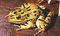 Northern Leopard Frog (Lithobates pipiens) Arizona