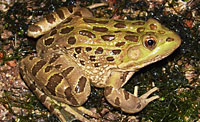 Chiricahua Leopard Frog (Lithobates chiricahuensis) Arizona