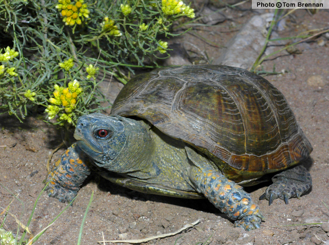Ornate Box Turtle (Terrapene ornata) Arizona