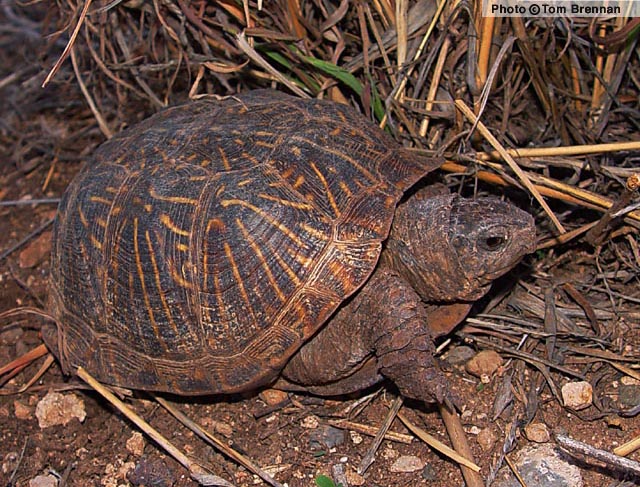 Ornate Box Turtle (Terrapene ornata) Arizona