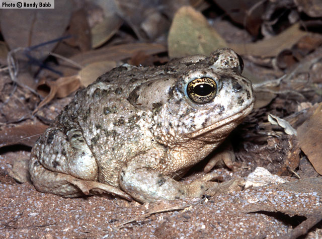 Arizona Toad (Anaxyrus microscaphus) Arizona