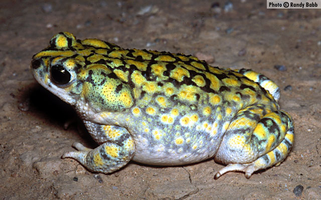 Sonoran Green Toad (Anaxyrus retiformis) Arizona