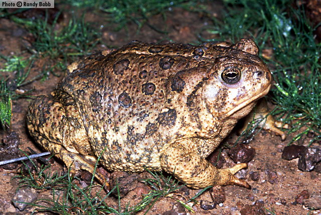 Woodhouse's Toad (Anaxyrus woodhousii) Arizona